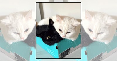 21 Box-Obsessed Cats Proving That Every Package Comes With a Purrfect Seat