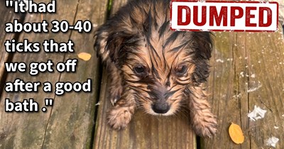 Tick covered puppy found in basketball court by girl and mom saved, cleaned and given loving home, becoming their missing piece: ‘This puppy found us as we’ve been missing my mother who passed away a year ago’