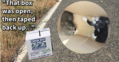 Kittens found on abandoned road in taped up box by cyclist who immediately fostered the kitties and fell in love, becoming a foster fail and healing pain from recently passed puppers, says: ‘Grateful for fate and the CDS right now.’