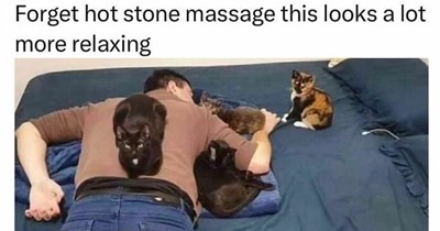28 Sweet Feline Funnies to Wake Up to and Soften the Blow of the Work Week