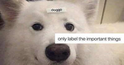 28 Pawsitivity Promoting Pupper Memes that Could Get You Pawmoted if Your Boss was a Puppy