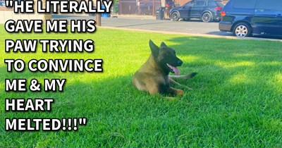 Stray Belgian Malinois picks hooman to save him, and even though she couldn’t give him the furever home he deserved, she quickly found someone who could, says: ‘He’s so gentle with everyone both human and pup. Most of all, he’s loved.’