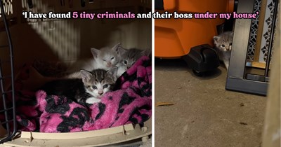 A family discovers five tiny kittens secretly living under their house and suddenly has six new felines to save