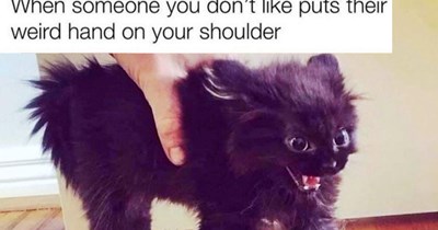 29 Scrungy Cat Memes for When You’re Trying to Convey Cute but You’re Just too Cranky