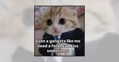 Your Weekly Delivery of 22 Soft and Silly Kitten Memes for a Midweek Mood Boost (Aug 12, 2026)