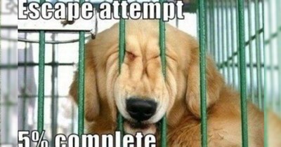 29 Howlarious Memes Packed with Pawsitivity fur When You’re Down in the Dog House