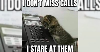 32 Feline Funnies to Share With Your Cat Loving Colleagues Instead of your Morning Meeting