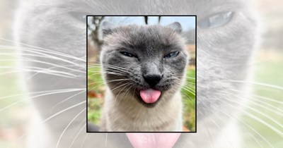 24 Blep Cats Serving Peak Goofy Energy