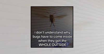 'Please Get Out': 21 Funny Bug Memes for People Who Respect Summer Insects From a Safe Distance