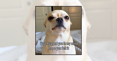 29 Wholesome Dog Memes Sending You a Little Love Today