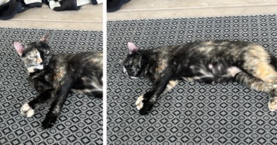 After learning tortie cats are almost always female, couple who finds lingering stray understand she's actually pregnant and looking for a safe place to have her kittens, so they save her and her babies from the heat