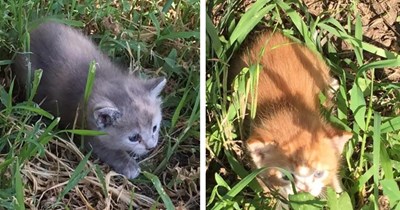 Country dwellers and their dog find two crying kittens outside one night, 8 years later they reminisce the story of how the cat distribution system found them