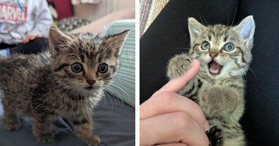 Found at 6 weeks old in the rain, frightened kitten warms up to family just before crossing the rainbow bridge, they pay tribute to her memory as their craziest and most loving cat: 'I hope you can catch butterflies in our garden forever'