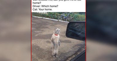 27 Heartwarming Feline Funnies to Make Every Moment a Little More Meowgical