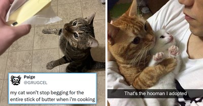 Your Weekly Meowgazine: 20 I Can Has Meowments for a Cozy Caturday of Whimsey and Wholesomeness (August 15, 2026)