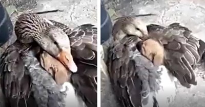 Abandoned puppy who had nowhere safe to call home finally finds love and protection in the most unexpected place: a mother goose's wings 