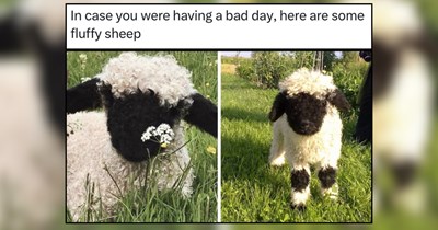 28 Grinning Farm Animals Gallivanting Through the Good Life