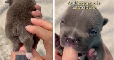 'She has 5 legs': Puppy born with an extra leg in place of a normal tail makes an adorable debut with doggo lovers 
