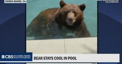 '"Unbearably" hot': Los Angeles resident discovers a giant grizzly bear swimming in his backyard pool to escape the sizzling summer heat after seeing unexplained ripples from inside the house