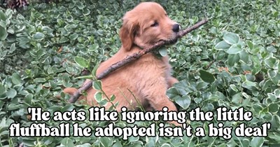 Boyfriend adopts adorable 2-month-old golden retriever puppy, then gets bored and ignores her, leading girlfriend to question their entire relationship: '[He] threw her away like an old toy'