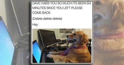 'Good boys get good memes': 21 Dog Memes to Fill Your Morning Cup with Puppy Pawsitivity (August 13, 2026)