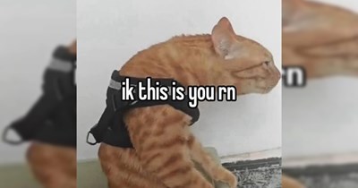 Memes of Both the Animal-Based and Random Variety