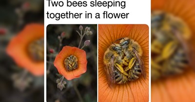 The Best Heartwarmingly Wholesome Memes and Posts of the Week (August 13, 2026)