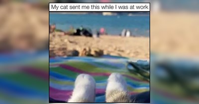 25 Saturday Summer Sweet Kitties Cruising Through Life's Waves 