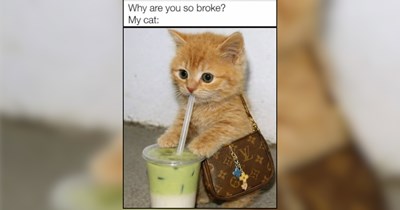25 Scrumptious Cat Memes to Satisfy Your Summer Sugar Craving 