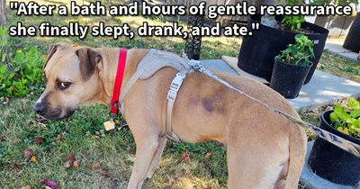 Distressed dog discovered being yelled at by unhinged hooman saved by dog lover who intervened, but when police turn up to take pup away, our heartbroken rescuer does everything he can to get the dog back: ‘We're first in line for adoption.’
