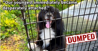 Family heartbroken after reuniting lost dog found on roadside with pawrents, not before falling in love with the dog in the lone hour he was in their care: ‘I wonder what HANK is doing right now? has become a frequent, out-loud pondering’