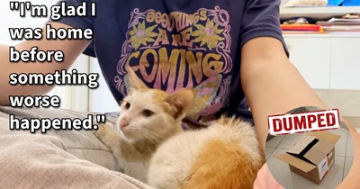 Kitten dumped outside door in box becomes 3rd cat saved by the same rescuer, but with his small rescue already overbooked finding the kitten a home becomes a hard task: ‘If I had a nickel every time someone left a kitten outside my door, I’d have three’