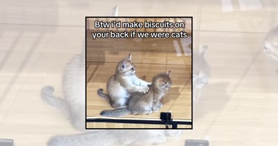 'Baking With Paws': 21 Hardworking Cats Making Biscuits on the Night Shift at the Feline Bakery