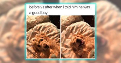 25 Good Boys and Girls Funnies to Enjoy Dogturday to its Fullest