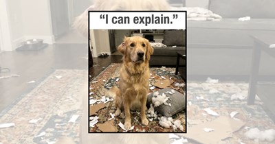 'The Couch Exploded, Mom': 21 Mischievous Dogs Caught After Redecorating the House Their Own Way