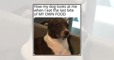 'Are You Going to Finish That?': 21 Hungry Dog Memes Watching Their Humans Eat Every Bite of Dinner