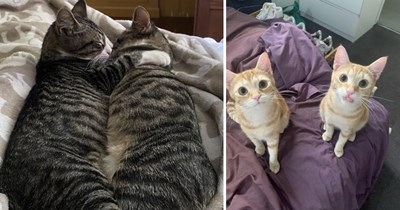 Copycat Kitties Causing Double Takes for a Double Dose of Feel-Good Fun