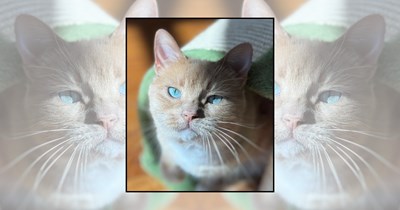 22 Wholesome Cats for a Softer Day on the Internet (August 14th, 2026)