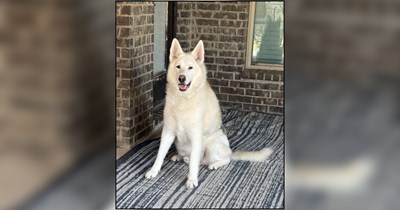In the midst of a painful divorce, woman gets to keep her German Shepherd soulmate, prompting fellow pet parents to share stories of love through loss