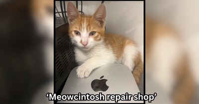 Cat stumbles upon Mac repair shop in Athens on Steve Job's birthday, the owner hires him to become the (CEO) Cat Executive Officer and handle the purring department: 'Some deliveries you just don't refuse'
