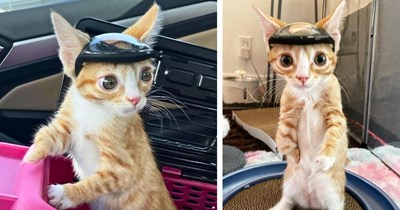 Orange kitten 'Otter' born without a complete skull gets a titanium implant and wears a custom 3D-printed helmet to purrtect his tiny noggin: 'He now gets to live a long, full life'