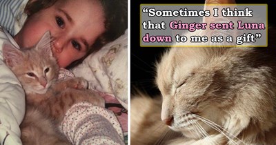 A few weeks after losing her soul-cat of 18 years, woman overcome with grief gets a CDS delivery of a tiny kitten and knows that it was sent to her by her previous cat: 'He had to leave but is giving me someone new to help watch over me'