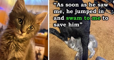 'He swam across a ditch to get to me': Person on a walk with their dog spots a kitten in need of help across the river, but before they can do anything, the kitten hops in the water and swims directly to his forever home