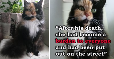 After her owner passed away, this 17-year-old cat's family decided she was a "burden to everyone" and tossed her onto the streets; luckily, she was rescued and adopted, and during her final 2 years, she was truly loved again