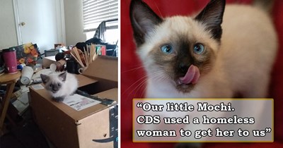 Homeless woman saves kitten from a gang of raccoons, she knows she can't properly care for her, so she hands the kitten to a person on a walk with their cat, and they happily take her home