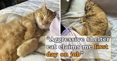 Vet refuses to euthanize healthy cat who was surrendered by owners and gives him a home at the animal hospital; the abandoned feline grows aggressive, until one new employee earns his trust, and he finally chooses a home