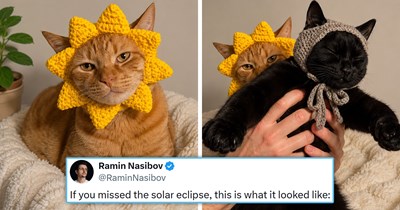 A Monday Meowrning Recap of Funny Feline Tweets (August 17, 2026)