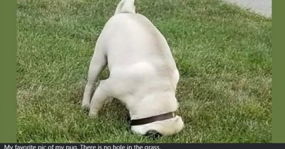28 Howlsome Dog Memes to Give You All the Fuzzy Feels When Your Week Has Been Weird