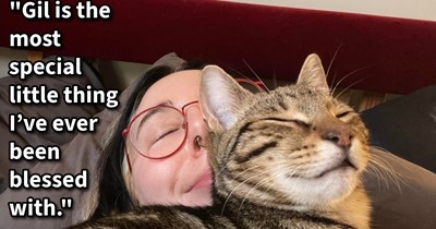 Chaotic kitten who couldn’t connect with family and kept running away, finds home with neighbor he would run to after his family finally admits that he belongs with her: ’He hated their dogs, and they’d started referring to our place as his safe space.’