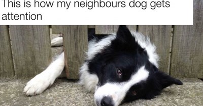 28 Delightful Dog Memes to Tickle Your Heart Strings and Help You Have a Happy Weekend